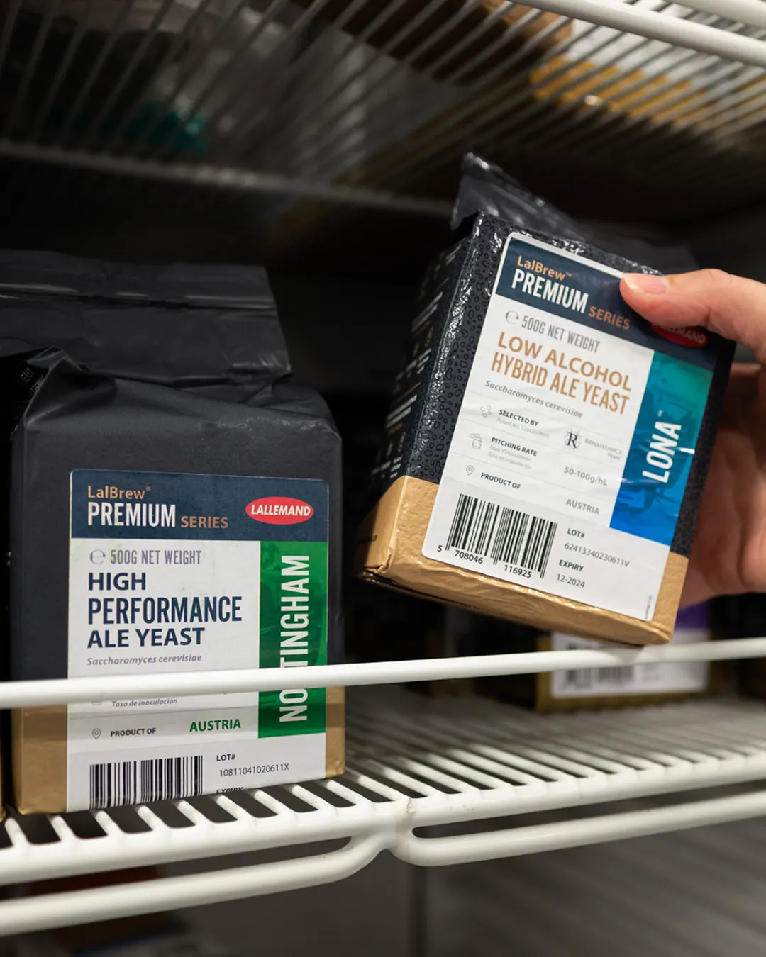 Grabbing a package of Lallemand Brewing yeast out of the fridge at a brewery